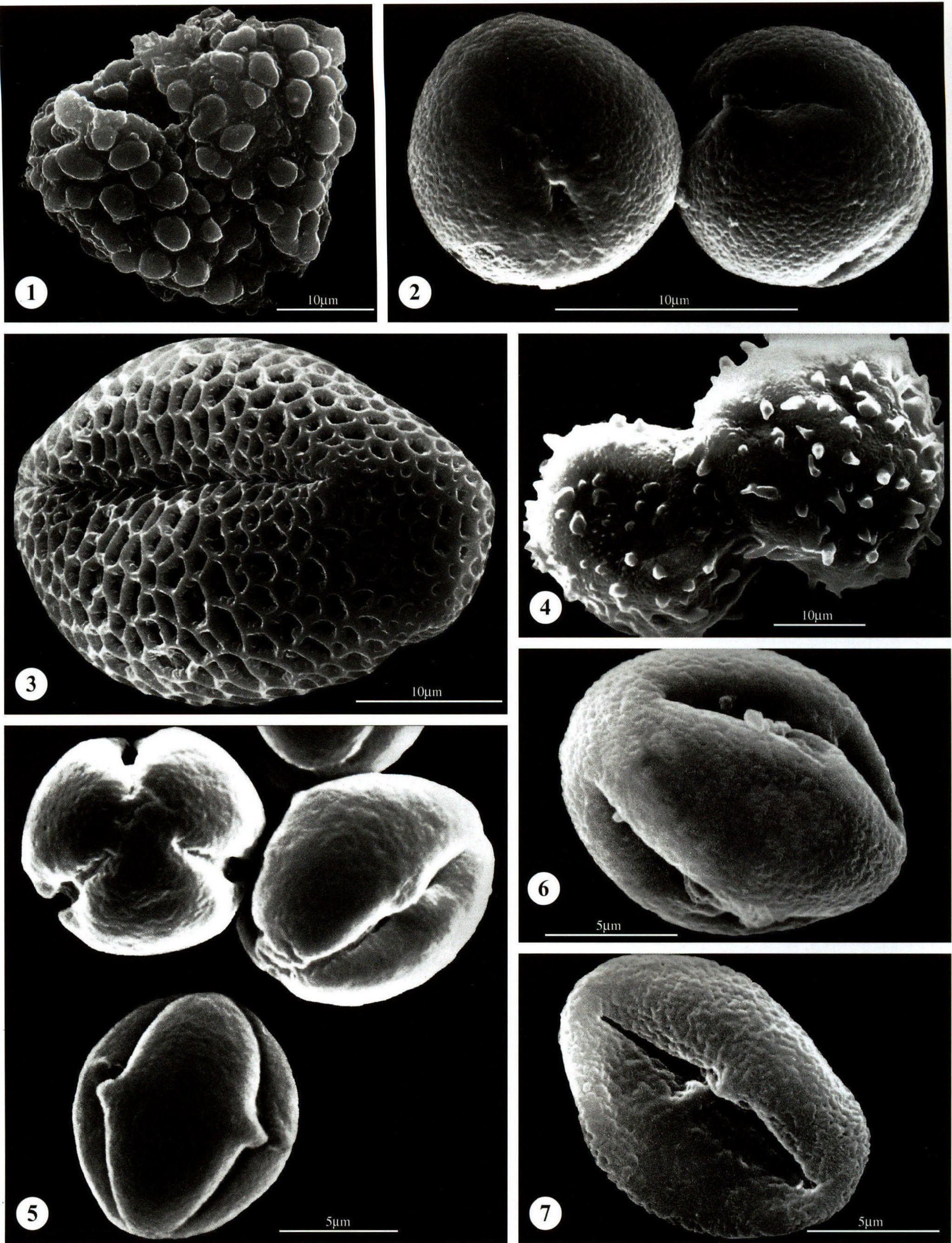 图版32 山茶科 Theaceae；五列木科 Pentaphylacaceae；肋果茶科 (毒药树科) Sladeniaceae